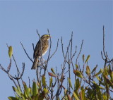 Savannah Sparrow