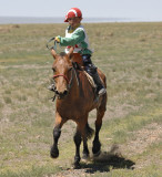 Horse Race - Gobi Desert