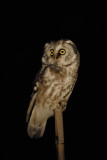 Tengmalms Owl