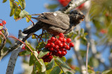 Lesser Crossbill