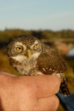 Pygme Owl