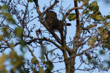 Pygme Owl