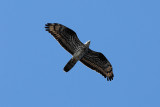 Honey Buzzard