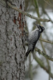 Three-toed Woodpecker