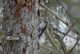 Three-toed Woodpecker