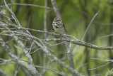 Song Sparrow