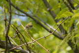 Tennessee Warbler