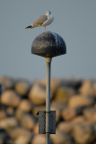 Herring gull  (L. a. argentatus) 3 c.y.