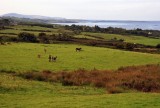 Donkeys in the Irish landscape
