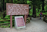 Cathedral Grove