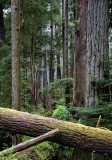 Giant douglas fir