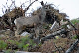 Mule Deer