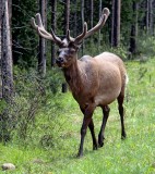 Elk