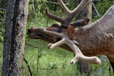 Elk eating leaves