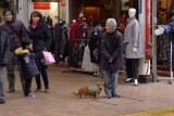 Cute dog at Motomachi shopping street