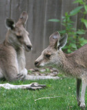 Zoo de Granby