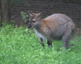 Zoo de Granby