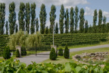 Les vignes du Chteau Fontaine