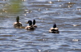 Centre dInterprtation de la Nature du Lac Boivin