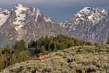 Elk with Teton Range Backdrop