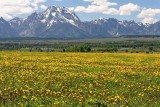 Field of yellow wildflowers, below the Tetons