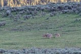 Coyotes playing, in the Hayden Valley