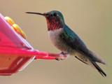 Broad-tailed Hummingbird