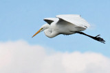 Great Egret