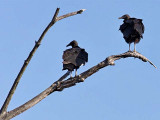 Black Vultures