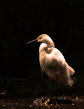 Snowy Egret .jpg