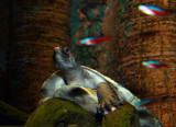 Turtle and Tetras.jpg