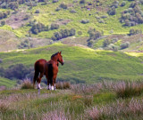 Highland Horses.jpg