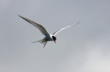 Arctic Tern 1.jpg