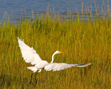 Pawleys Island Marsh 5.jpg