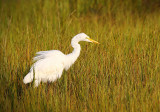 Great Egret 1.jpg