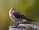 Northern Mockingbird.jpg