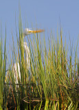 Great Egret Reflection 2.jpg