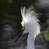Snowy Egret .jpg