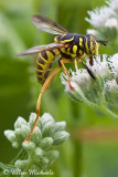 Wasp-mimic Syrphid Fly