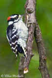 Downy Woodpecker (male)