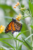 Monarch Butterfly