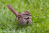 Song Sparrow