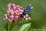 Great Black Wasp