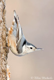 White-breasted Nuthatch