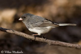 Dark-eyed Junco