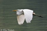 Great Egret in Flight