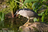 Black-crowned Night-Heron