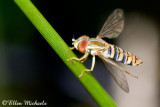 Syrphid (Flower) Fly