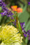 Praying Mantis