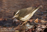 Louisiana Waterthrush